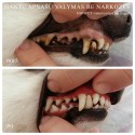 Dantų apnašų valymas šunims ir katėms be narkozės